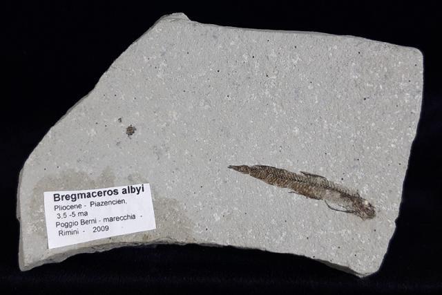 Bregmaceros albyi (SAUVAGE 1880) - Bild © FossNet FossilienStore